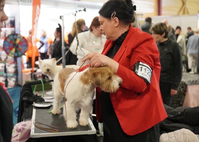 FOTO: “PetExpo 2025” Ķīpsalā pūkainie un ne tik pūkainie mīluļi priecē gan mazos, gan lielos FOTO: “PetExpo 2025” Ķīpsalā pūkainie un ne tik pūkainie mīluļi priecē gan mazos, gan lielos