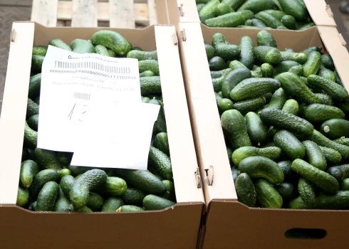PVD atklāj pesticīdu pārsniegumu Turcijas gurķos – produkts izņemts no tirdzniecības PVD atklāj pesticīdu pārsniegumu Turcijas gurķos – produkts izņemts no tirdzniecības