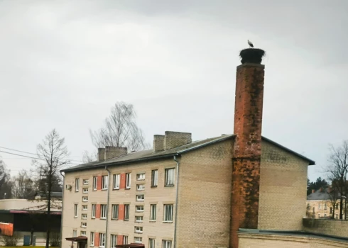 Stārķi atgriežas Latvijā – pirmie novērojumi Rūjienā un citviet Stārķi atgriežas Latvijā – pirmie novērojumi Rūjienā un citviet