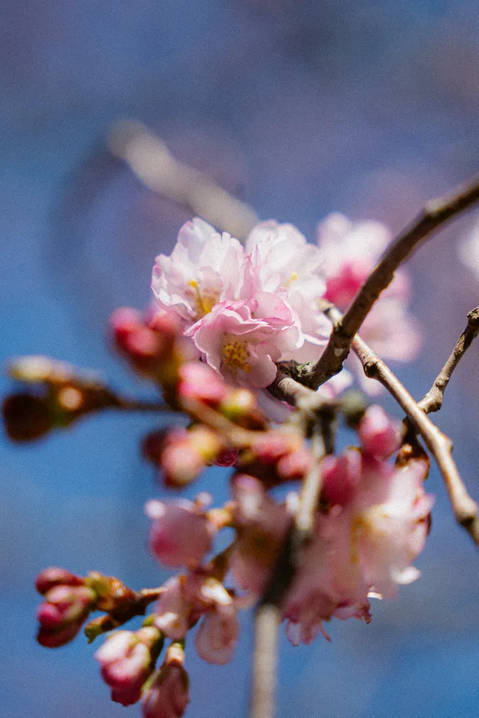 FOTO, VIDEO: Pārdaugavā uzziedējušas valdzinošās sakuras FOTO, VIDEO: Pārdaugavā uzziedējušas valdzinošās sakuras